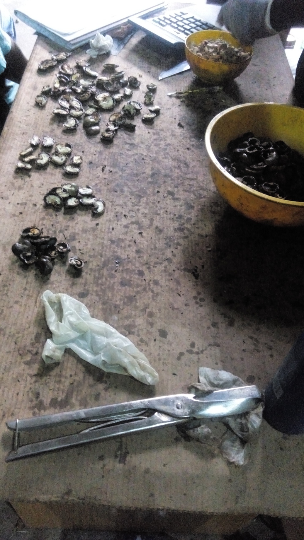 cashew nuts categories quality test